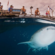 Whale shark in Cendrawasih Bay, part of the Bird’s Head Seascape. Image: Burt Jones and Maurine Shimlock